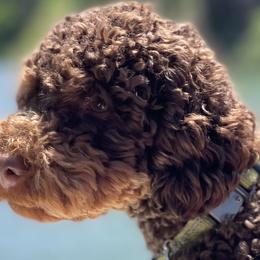 Bernedoodles, Cockapoos, Schnoodles, and Yorkipoos from Lost Coast Poodles and Doodles