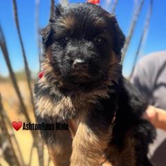 BB Litter Red collar - Black and red male German Shepherd puppy in Wickenburg, Arizona from Vom AshtonHaus German Shepherds