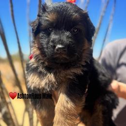 BB Litter Red collar - Black and red male German Shepherd puppy in Wickenburg, Arizona from Vom AshtonHaus German Shepherds