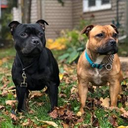 Staffordshire Bull Terriers from Rose Gold Staffords
