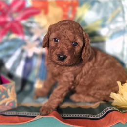 Hazel - Red  female Poodle puppy in Fort Salonga, New York from Blues Performance Poodles
