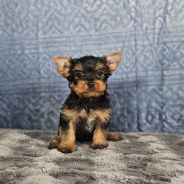 Pup 4 - Black and tan male Yorkshire Terrier puppy in Polk City, Florida from Yorkies by Casey