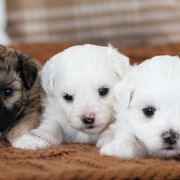 Maltipoo, Shichon, and Shihpoo Puppies from Timbercreek Puppies