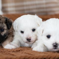 Maltipoo, Shichon, and Shihpoo Puppies from Timbercreek Puppies