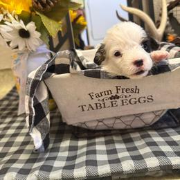 Macie - White and black female Pembroke Welsh Corgi puppy in Atascadero, California from California Corgis and Kunes