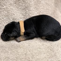 Tan Collar - Black and red female German Shepherd puppy in Yelm, Washington from Squires Farm and Ranch, Vom Haus Squires