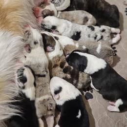 American Corgi, Cardigan Welsh Corgi, and Pembroke Welsh Corgi Puppies from Diamond Corgis