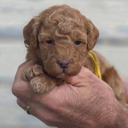(Yellow Collar) Rain - Red  female Goldendoodle puppy in Granite Falls Nc, North Carolina from Carolina Goldendoodles