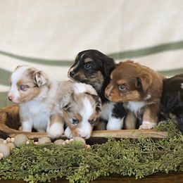 Miniature Australian Shepherd Puppies from ELVF Mini Aussies