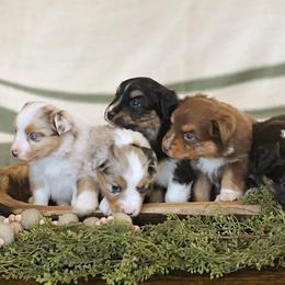 Miniature Australian Shepherd Puppies from ELVF Mini Aussies