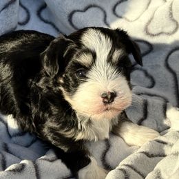 Ivan - Black and silver male Havanese puppy in Wappapello, Missouri from Titanium Havanese LLC