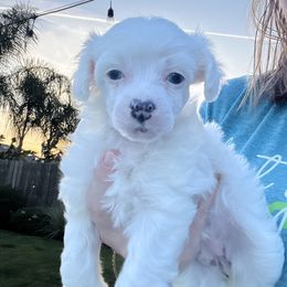 Chinese Crested Puppies from Barely Naked