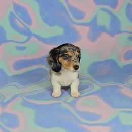 Dachshund Puppies from Newbern's Nuggets