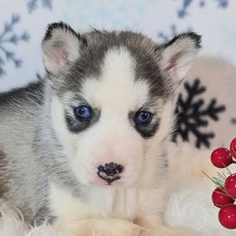Girl 2 - Gray and white female Siberian Husky puppy in Hebron, Kentucky from Glacier Run Huskies