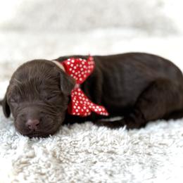 Miss Red - Chocolate female Australian Labradoodle puppy in Wake Forest, North Carolina from Lucky Country Labradoodles