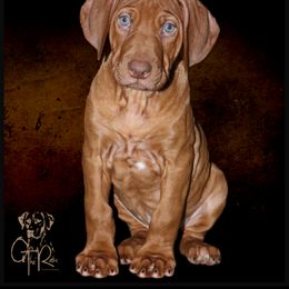 Rhodesian Ridgeback Puppies from On The Rocks Rhodesian Ridgebacks