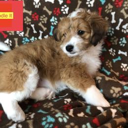 Aussiedoodle, Colorado Mountain Dog, and Corgipoo Puppies from Stone Table Ranch/STR Just Doodle It