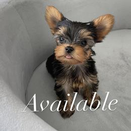 Yorkshire Terriers from Yorkies Boutique