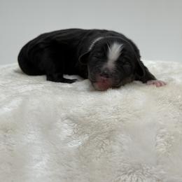 Tricolor Girl 4 - Tri-color female Bernedoodle puppy in Montverde, Florida from Central Florida Bernedoodles