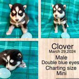 Clover - Black and white Pomsky puppy in Bunch, Oklahoma from Madden Mountain Pomskies