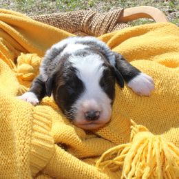 Colt - White and red male Bordoodle puppy in Winnsboro, Texas from Pecan Grove Pups