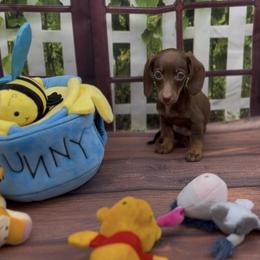 Chocolate and Tan Smooth Female - Chocolate and tan female Dachshund puppy in Killeen, Texas from Southern Dachshunds