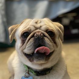Yoda - Pug