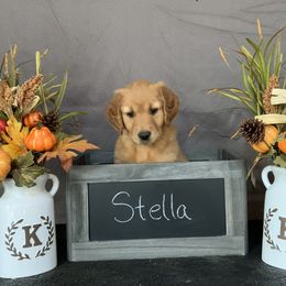 Golden Retriever Puppies from KP Golden Retrievers