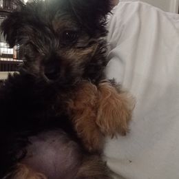 Assorted Doodle Crosses, Double Doodle, Maltipoo, Morkie, and Yorkipoo Puppies from Danza Bolo