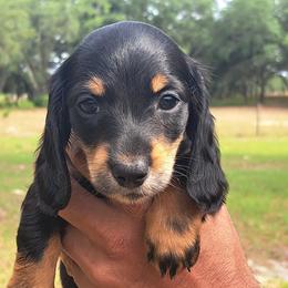 2300..Lucy - Black and tan female Dachshund puppy in Winter Haven, Florida from Gateway 2 Little Paws