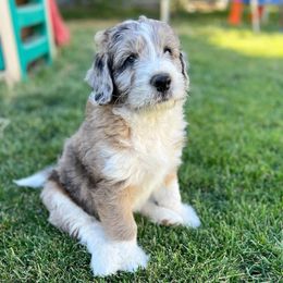 Seal Merle Male - Aussiedoodle puppy in Orland, California from Shockley’s Elite Doodles
