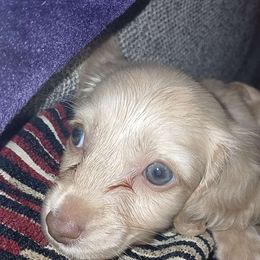 Girl 2 - Dachshund puppy from Nikas Baby Beanz LH Dachshunds