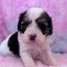 Beauty Queen - Tri-color female Cavapoo puppy in Knoxville, Tennessee from Rocky Top Cavapoos