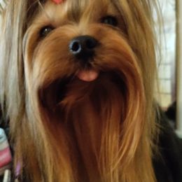 Dj - Yorkshire Terrier