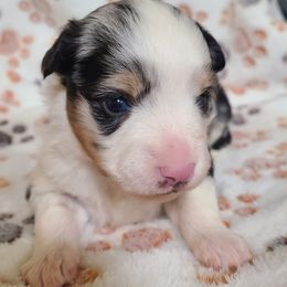 Dolly Stottlemeyer - Blue merle female Toy Australian Shepherd puppy in Laconia, Indiana from Beasley Acres Aussies