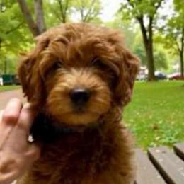 Laney - Goldendoodle