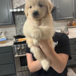 Nugget - Light golden male Golden Retriever puppy in Disputanta, Virginia from Silver Myst Acres