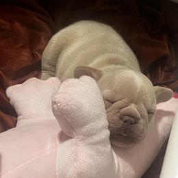 French Bulldog Puppies from Foster Lake Frenchies