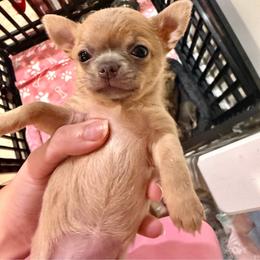 Faith 5000 - Blue fawn female Chihuahua puppy in East Syracuse, New York from Blissful’s Chihuahuas