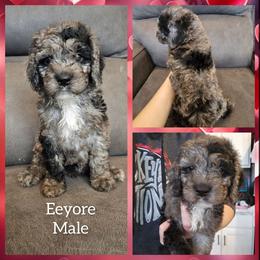 Eeyore - Merle male Cockapoo puppy in Zanesville, Ohio from Oodles of Doodles & Poos