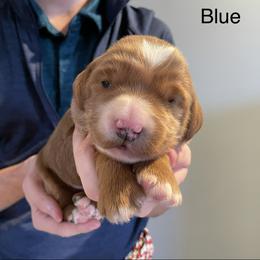 Blue - Red  male Goldendoodle puppy in Medina, Ohio from Farmer Doodles