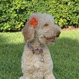 Goldendoodles from Snuggle Bear Doodles
