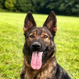 Illa - German Shepherd