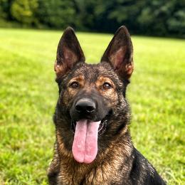 Illa - German Shepherd