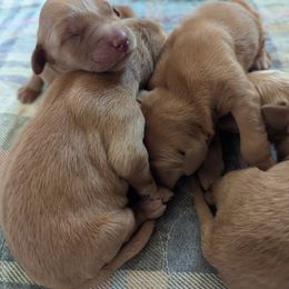 Artichoke (male 1) - Dark golden male Golden Retriever puppy in Wendell, Minnesota from Floden Farm Golden Retrievers