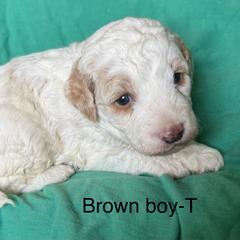 Brown collar boy - Cream male Goldendoodle puppy in Vian, Oklahoma from Dog Days Doodles