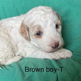 Brown collar boy - Cream male Goldendoodle puppy in Vian, Oklahoma from Dog Days Doodles