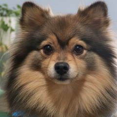 Pomeranians from Exotic Poms