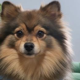 Pomeranians from Exotic Poms