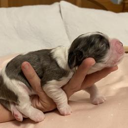 Girl 4 - Black and white female Cocker Spaniel puppy in Cincinnati, Ohio from Sweet Peach Cocker Spaniels